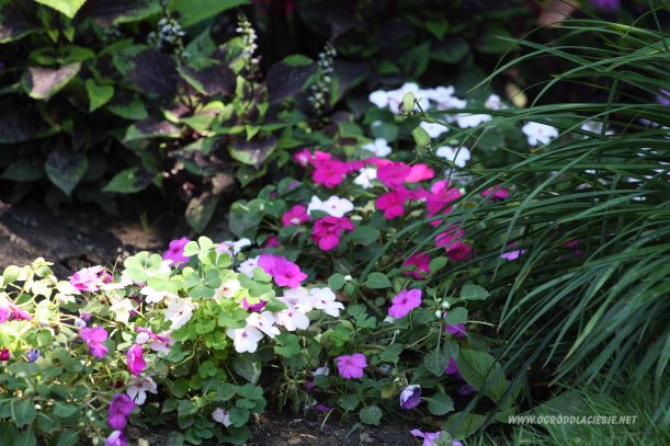 niecierpek biały i różowo-fioletowy w rabatce