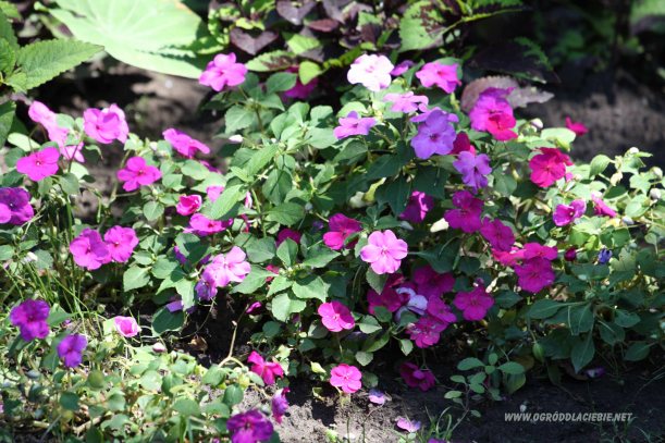 niecierpek fioletowo-różowy