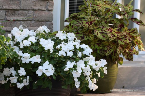 niecierpek biały w donicy