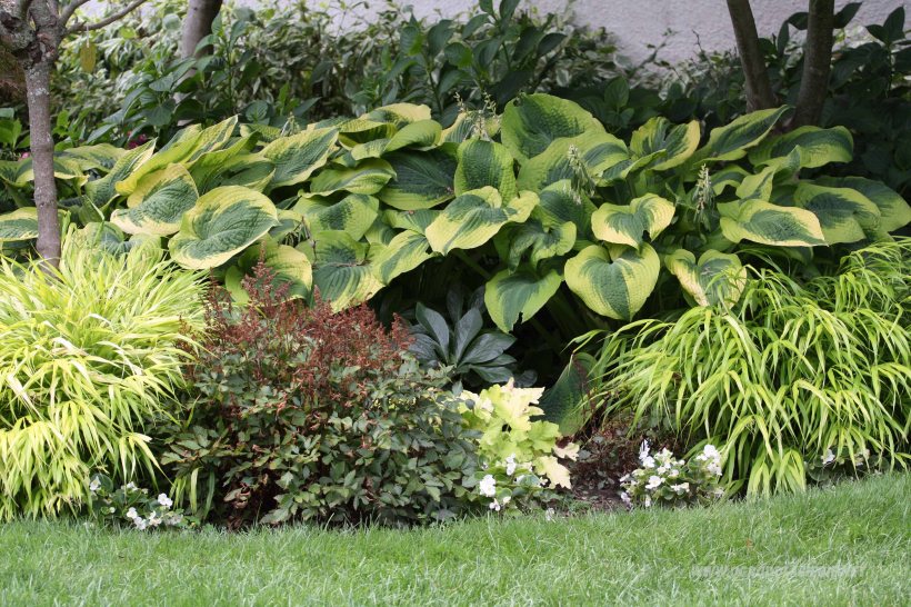 rabatka pod drzewkiem