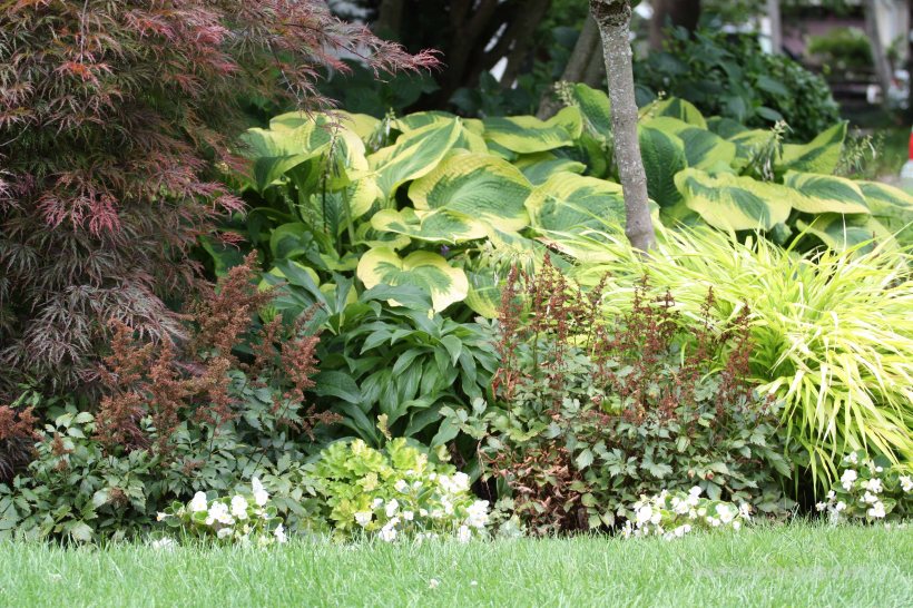 rabatka pod drzewkiem