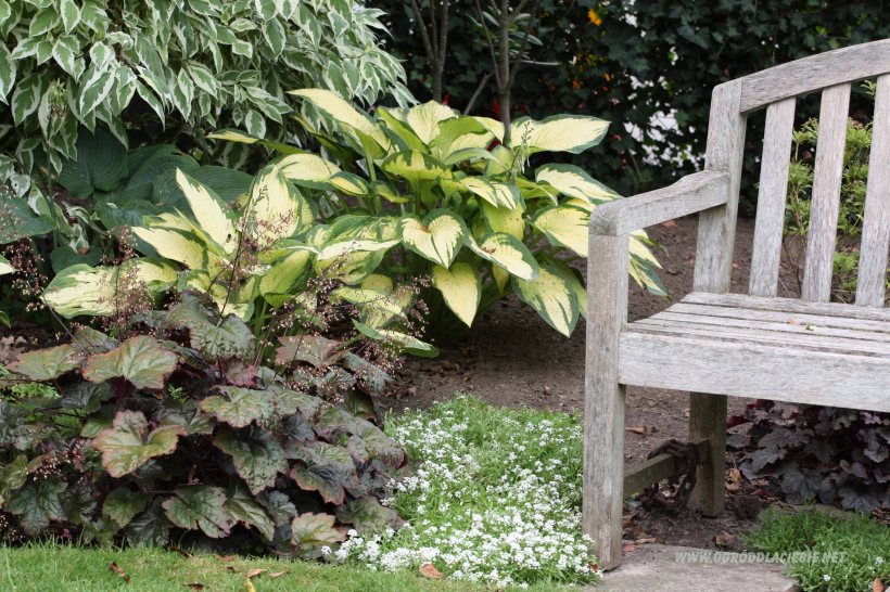 funkia przy drewnianej ławeczce