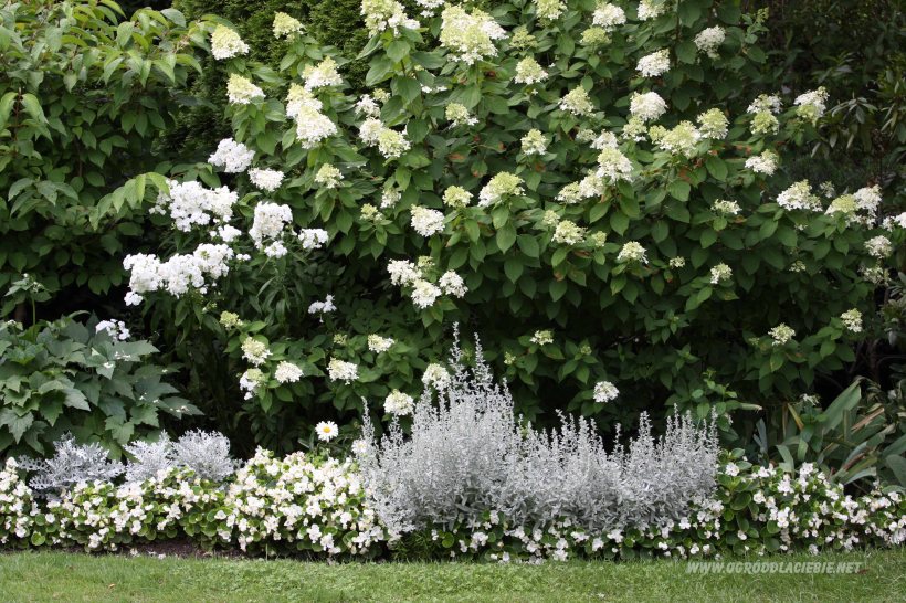 rabatka, hortensja