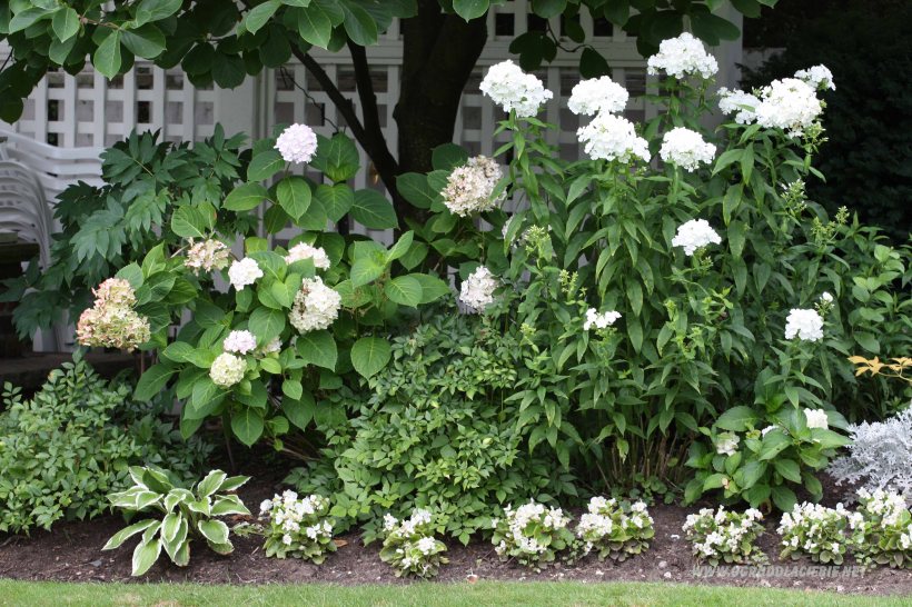 rabatka pod drzewkiem