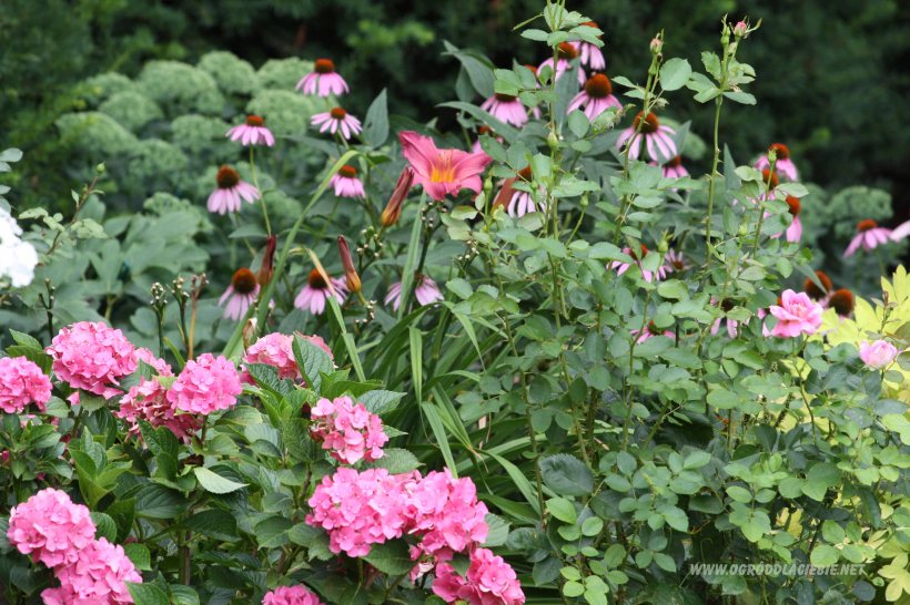 hortensja różowa