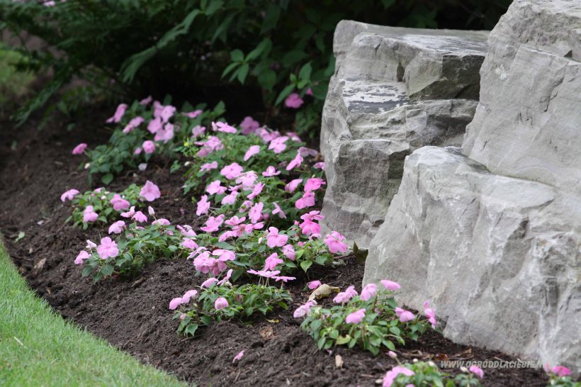 niecierpek w rabatce