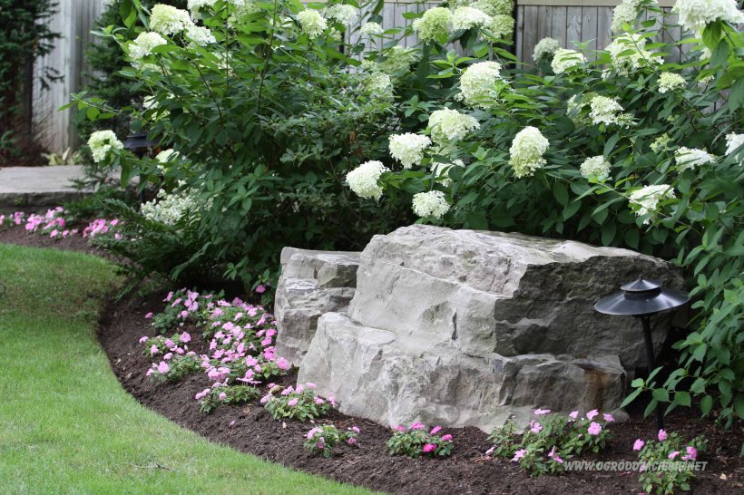 hortensja w rabatce, kamień