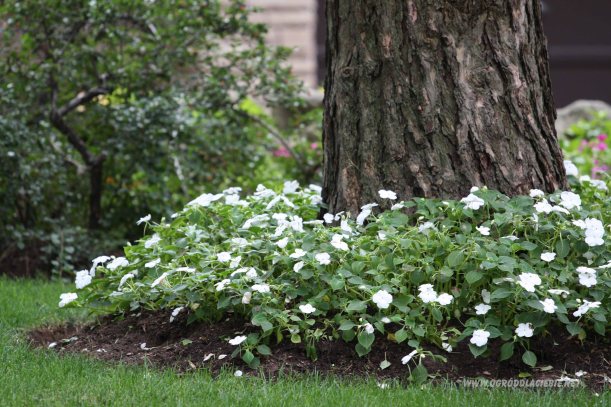 niecierpek biały pod drzewkiem