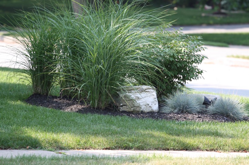 trawy ozdobne do ogrodu