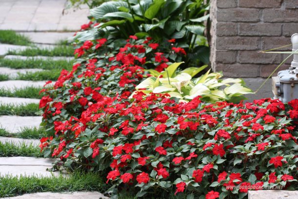 niecierpek czerwony w ogrodzie