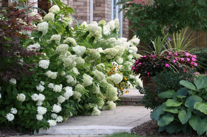 Hortensia przed domem