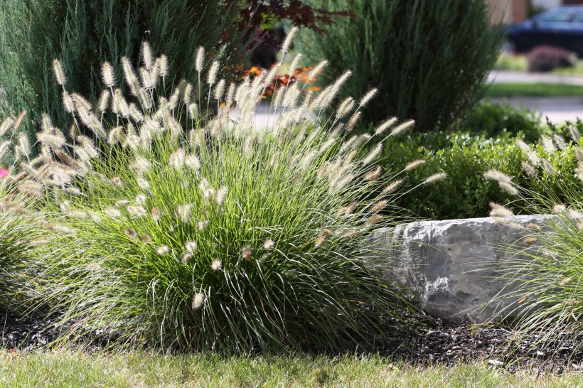 trawa ozdobna do ogrodu