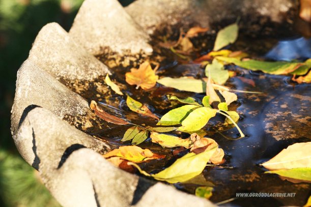 wanna dla ptaków, ozdoby do ogrodu