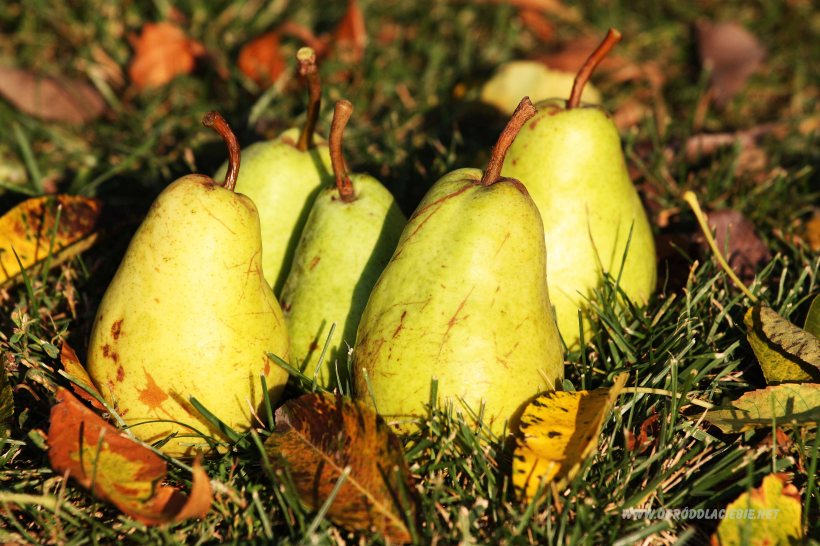 gruszki w ogrodzie, jesień w ogrodzie