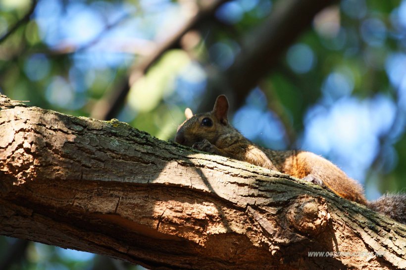 wiewiórka na drzewie