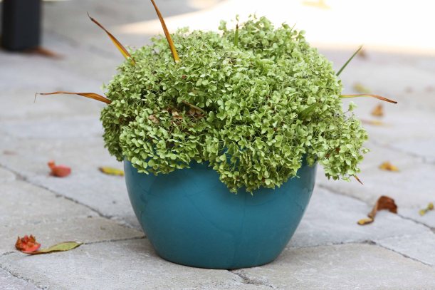 bukiet z hortensi w turkusowym wazonie, suszona hortensia