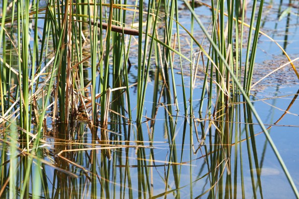 jezioro, trzcina w jeziorze