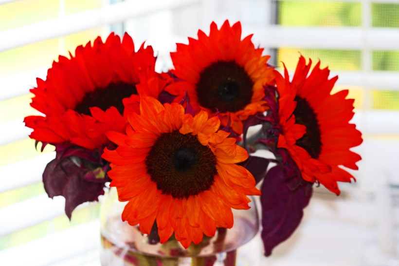 słoneczniki w szklanym wazonie