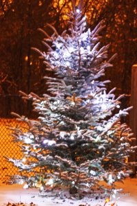 srebrny świerk w ogrodzie pokryty śniegiem