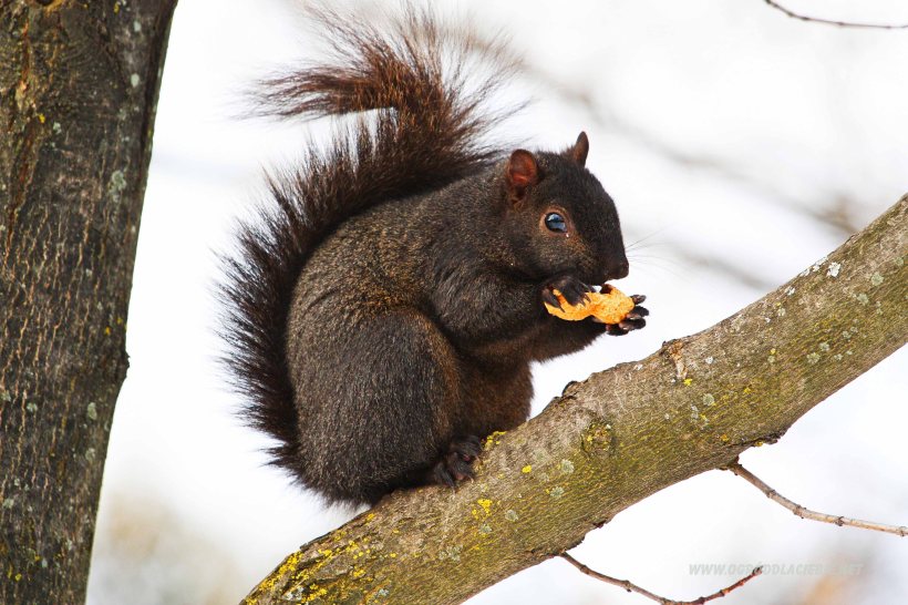 wiewiórka z orzechem w ogrodzie