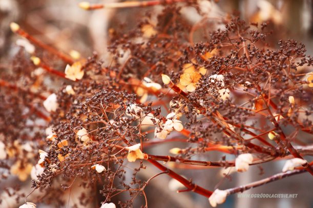 zasuszona hortensja w zimowym ogrodzie 
