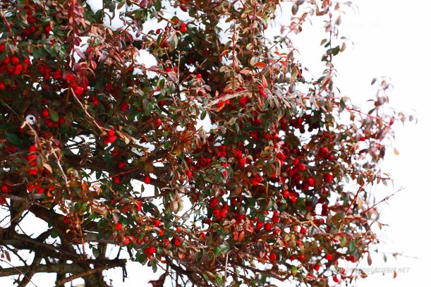 krzew w zimowym ogrodzie