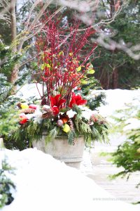 aranzacja z zieleni w zimowym ogrodzie