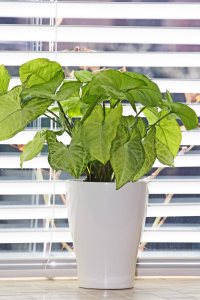 kwiat w donicy na oknie