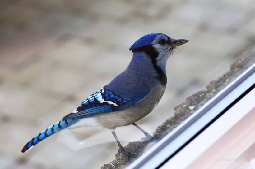 blue jay