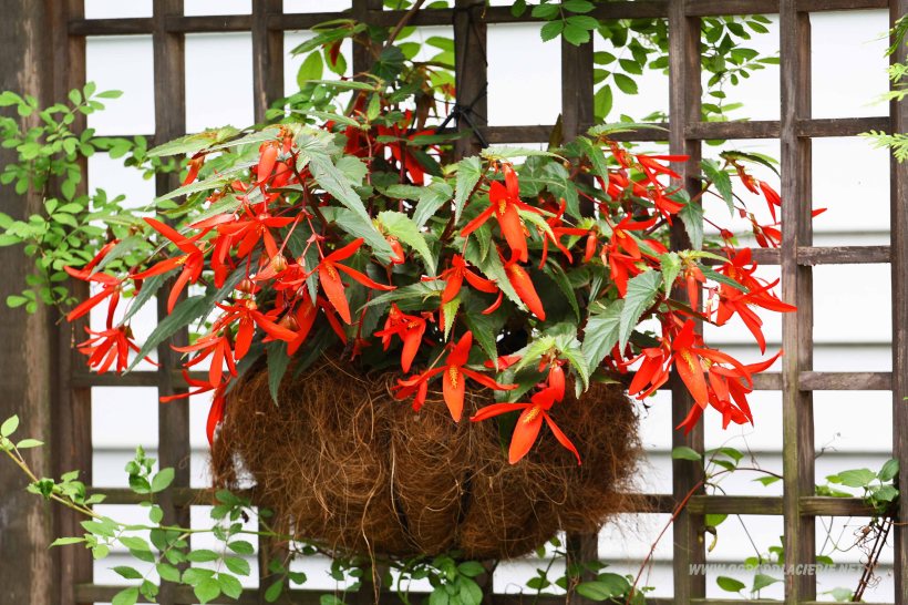 kwiatowe dekoracje do ogrodu