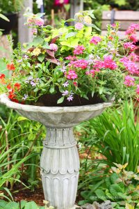 kolorowa aranżacja w ogrodzie