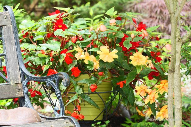 kwiaty w donicy- dekoracja do ogrodu