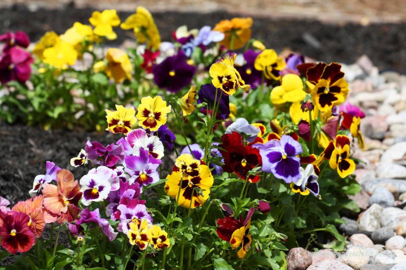 kolorowe bratki - pomysł na rabatke