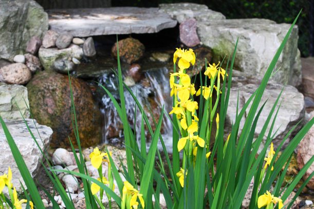 irysy nad wodnym oczkiem