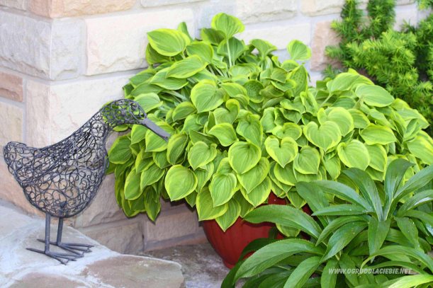 funkia w donicy przy domu