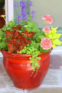 kwiaty w pomarańczowej donicy