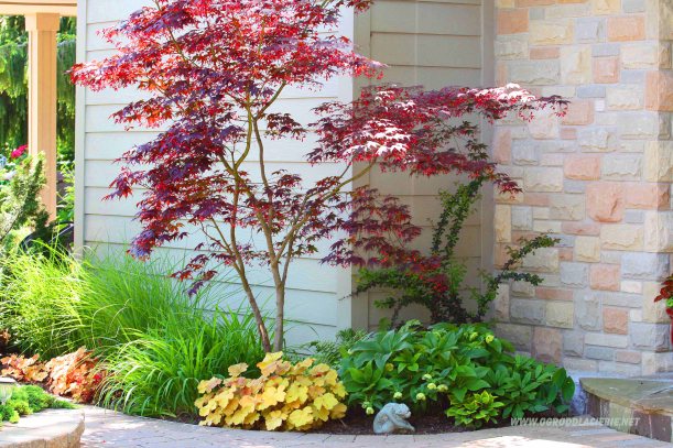 japoński klon w rabatce przy domu