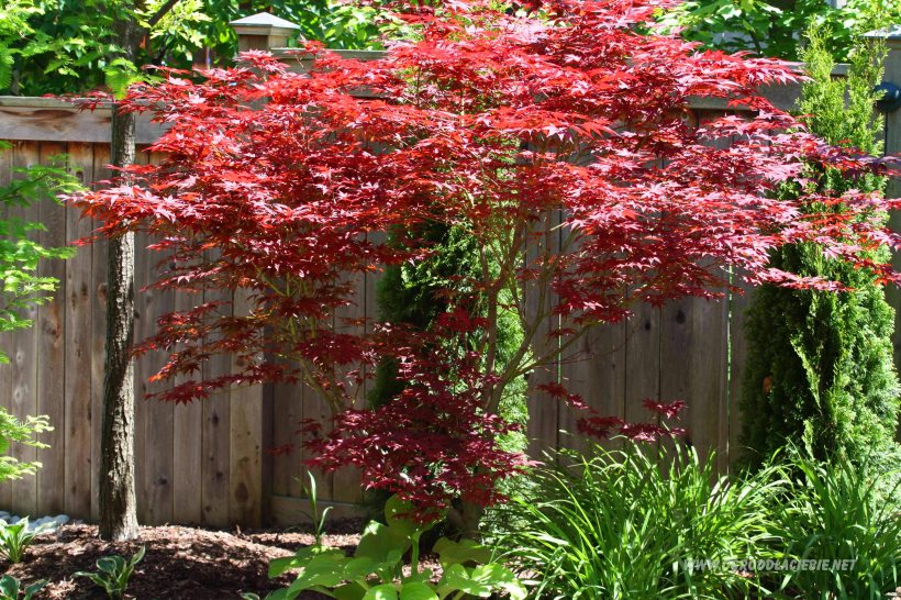 japoński klon w ogrodzie