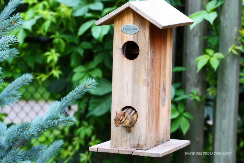 karmnik dla ptaków i nietylko