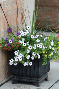 ogrodowe kwaity w donicy