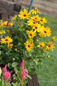 pomarańczowe kwiaty w rabatce