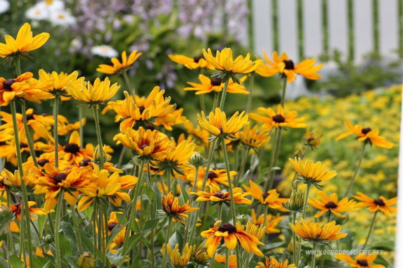 pomarańczowe kwiaty ogrodowe