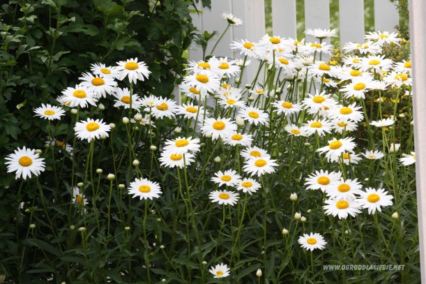 margerytki przy płocie