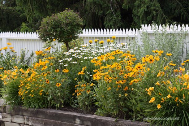 pomarańczowe kwiaty ogrodowe przy plocie