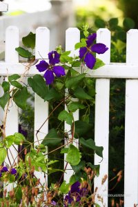 powojnik wijący się po płocie