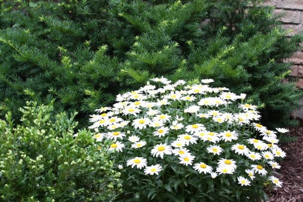 margaritka w rabatce